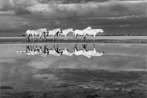 Reflet des chevaux 6