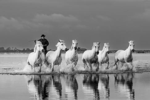 Charging Camargue horses 2