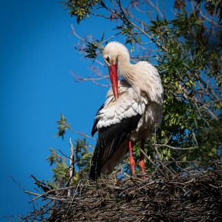 Stork on nest 1