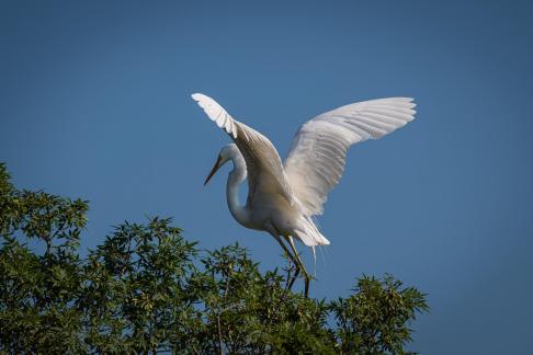 White heron landing 1