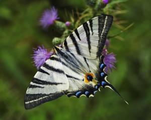 TIGER SWALLOWTAIL BUTTERFLY