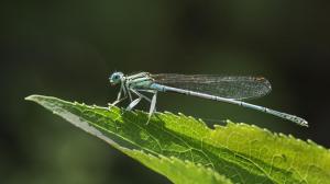 DAMSELFLY 2024