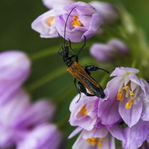 BEETLE ON PINK FLOWERS