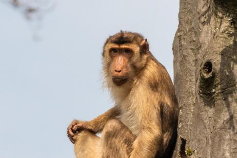 MACAQUE MONKEY 2022