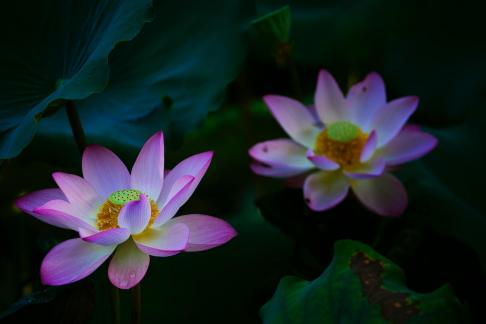 Two lotus