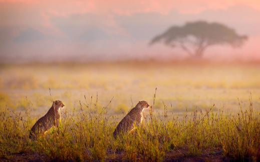 Sunrise with Cheetahs