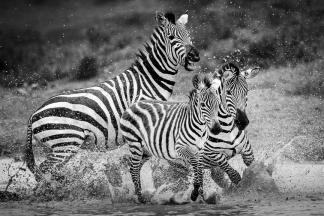 Mother Protecting Her Foal