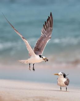 A Flyby Heron Island