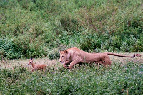 The Hunt Ndutu