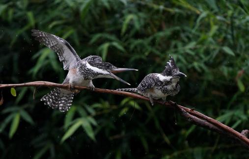 Crested Kingfisher