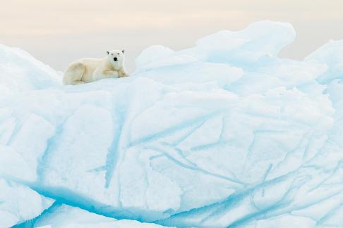 Oso en iceberg rajado