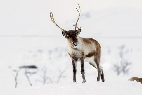 Rangifer tarandus