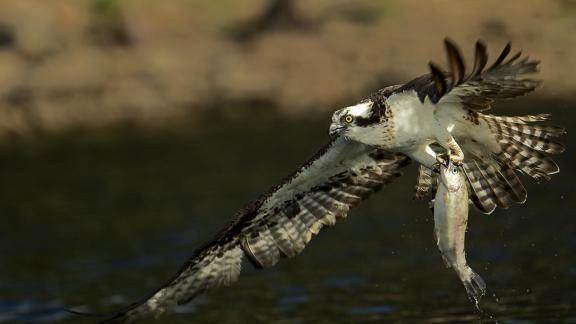 Osprey w Trout Mouth Grab