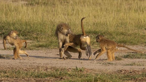 Baboon Family at Play 01