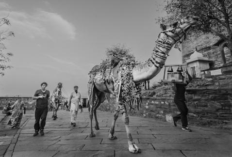 Camel Ride In India