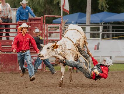 Bull Riding 102