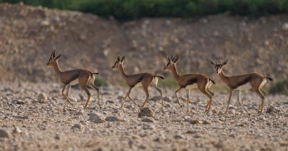 Gazelle March