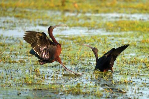 Glossy Ibis Fight