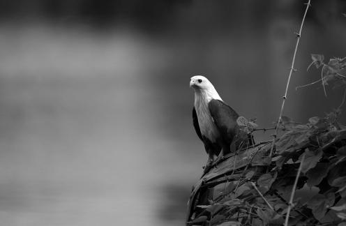 Brahminy Kite