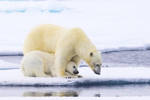 Cub under Mum 2802