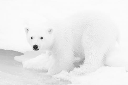 Bear cub dripping 0259