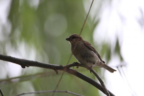 titmouse