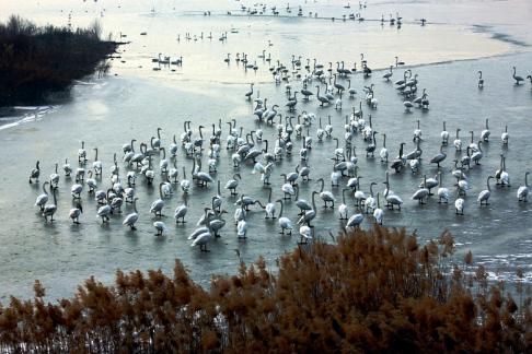 Ice Swan Conference