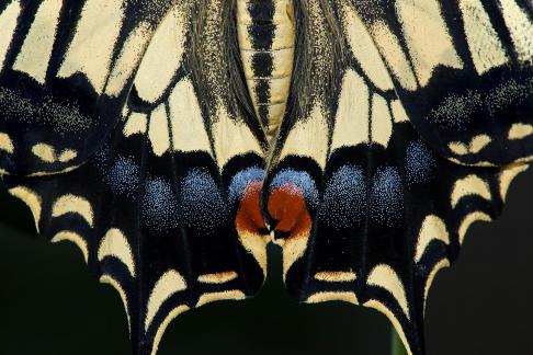 Butterfly pattern