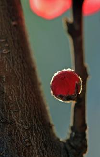 Plum blossom buds