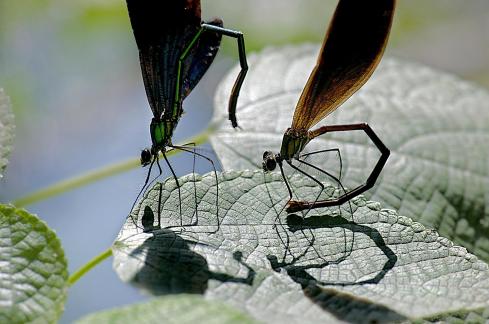 onestep mating dance