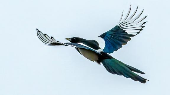 Magpies Flyby 04