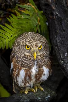 Javan owlet