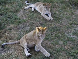 Young lions