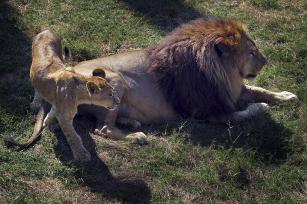 The family of lions