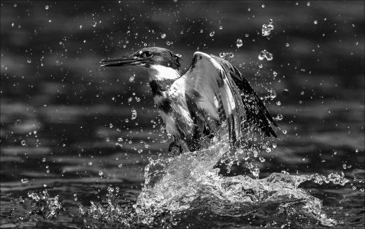 Kingfisher Splash