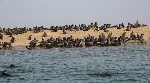 Cape seals_10