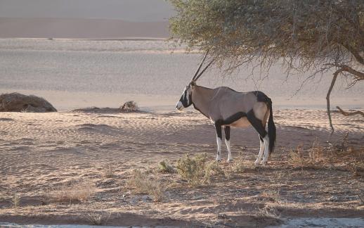 Oryx gazella_5