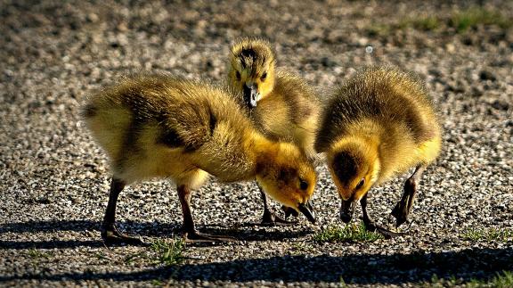 Three is crowd 3