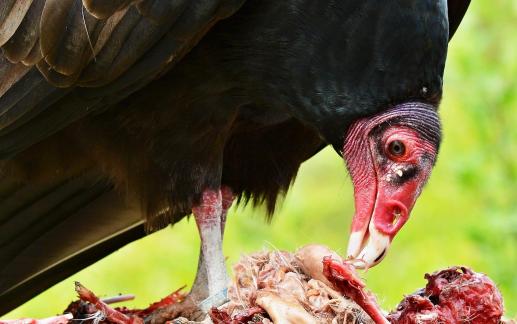 Turkey vulture eats 2