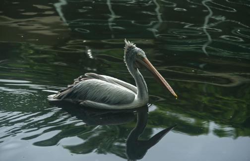 Reflection of pelican