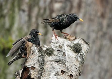 Couple de passereaux 1