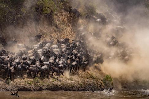 Wildebeest Migration 91