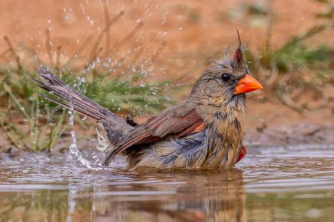 Bathing female robin 23