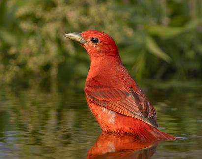 Summer Tanager 54