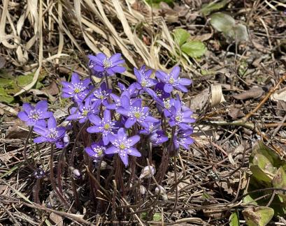 Blue beauty in the spring