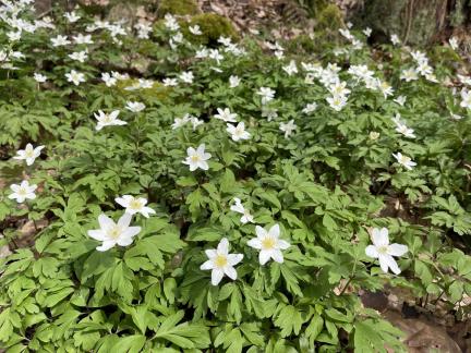 Wood anemones 7