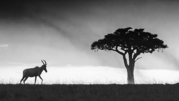 Impala sunset and tree 2