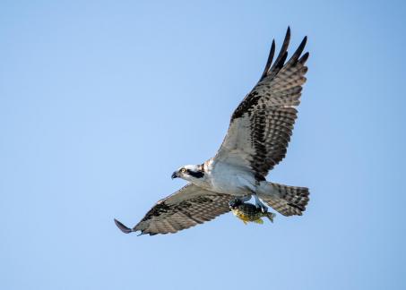 Osprey Bringing Home Fish 28