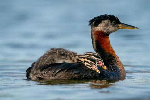 Red-necked grebe Baby 18