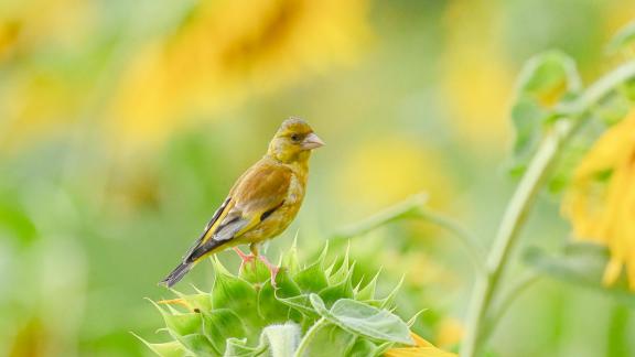 goldfinch 2